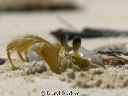 sand crab f4.8 1/1600sec ISO80,Waiting pays off getting c... by Daryl Parker 